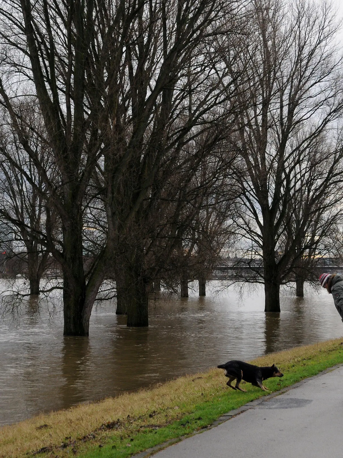 Spaziergänger gehen am 26.12.2012 in Düsseldorf (Nordrhein-Westfalen) auf dem Rheindeich an Bäumen vorbei, die im Hochwasser der überfluteten Rheinwiesen stehen. Der Pegel des Rheins steigt weiter. Es werden aber keine bedrohlichen Werte erwartet. Foto: Horst Ossinger/dpa  +++(c) dpa - Bildfunk+++