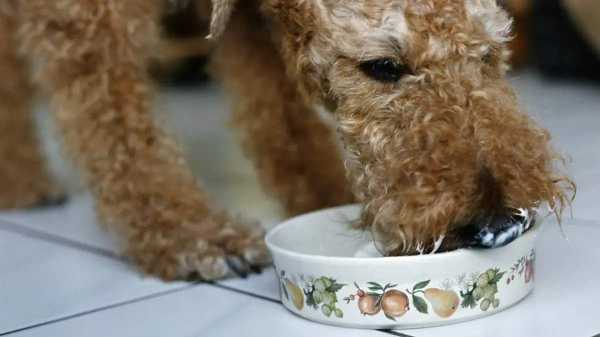 Ein Foxterrier (auch Fox Terrier Wire) frisst.