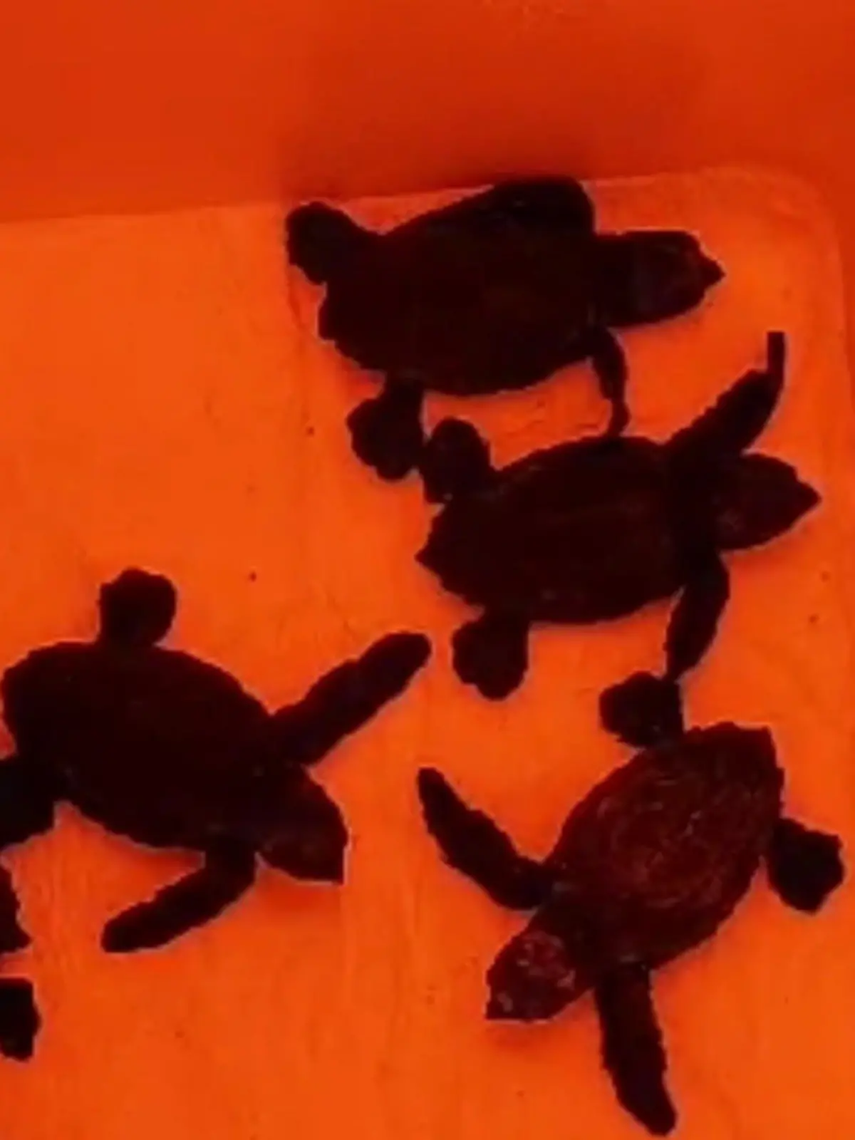 Im Juli hat eine Schildkröte am Strand von Mallorca Eier gelegt. Jetzt sind die Baby-Schildkröten endlich geschlüpft - und wir bekommen die ersten Bilder der Kleinen zu sehen.