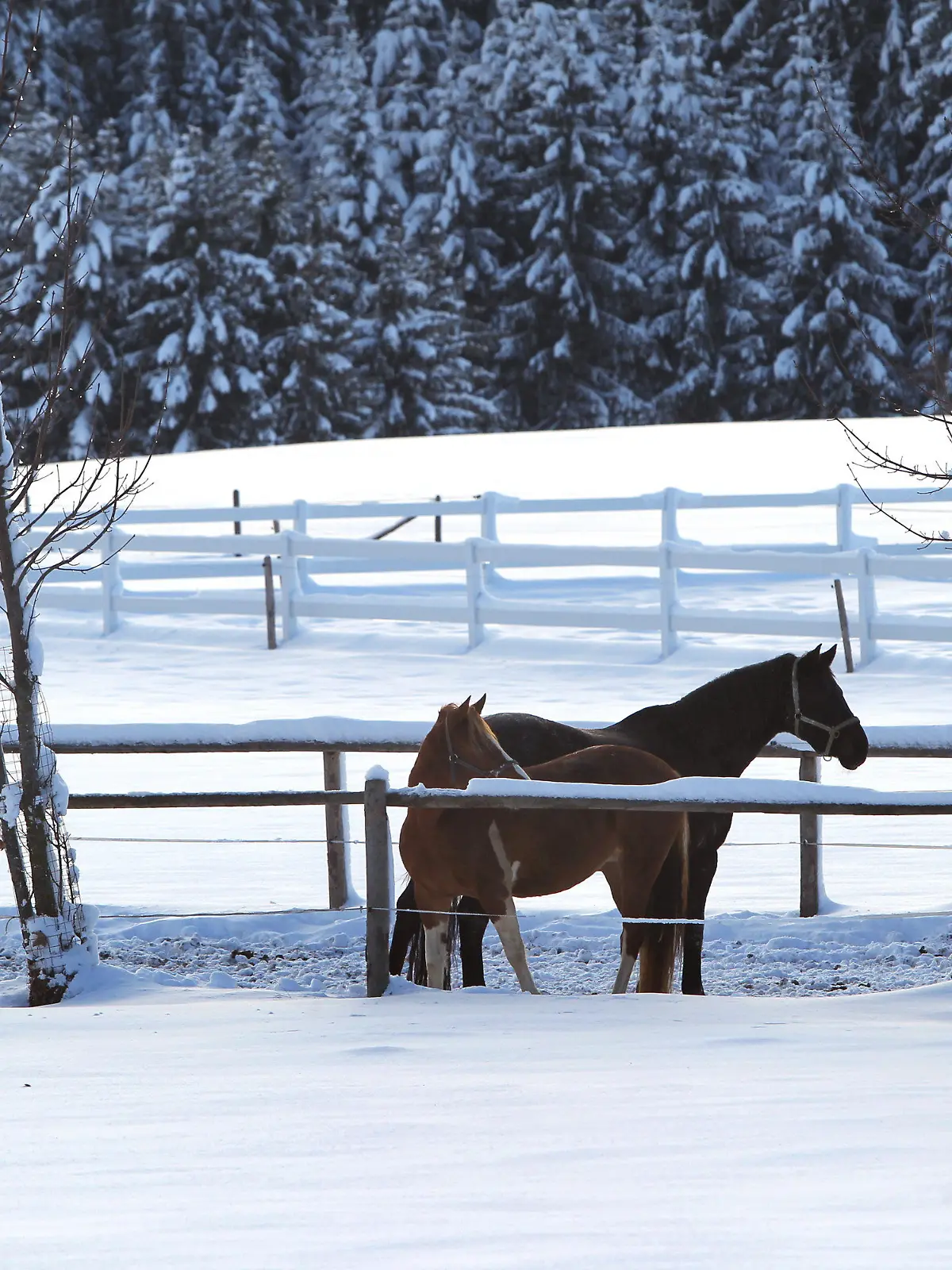 In winterlicher Landschaft weiden am 06.12.2012 zwei Pferde auf einer Koppel bei Stötten (Bayern). Foto: Karl-Josef Hildenbrand/dpa  +++(c) dpa - Bildfunk+++