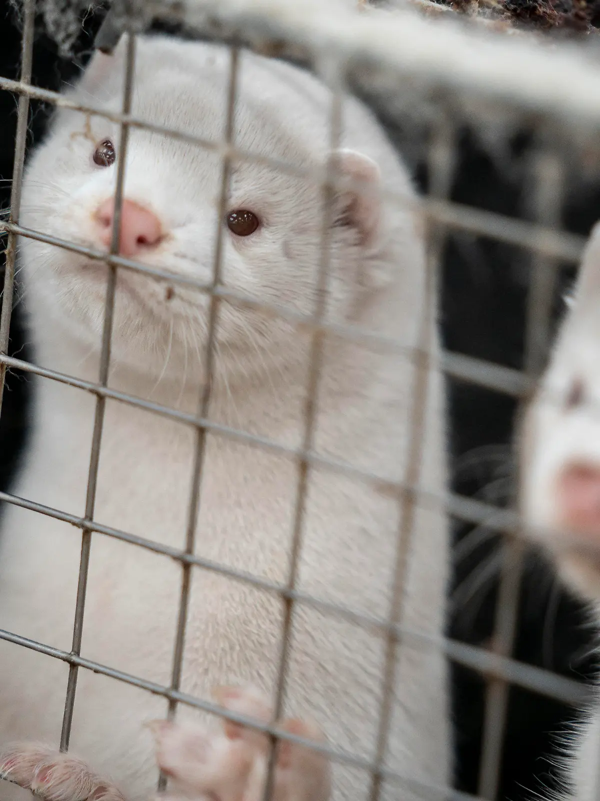 ARCHIV - 06.11.2020, Dänemark, Naestved: Nerze schauen in einem Käfig durch die Gitter. Gut zwei Jahre nach der Massenkeulung aller Nerze in Dänemark sind die ersten Tiere zum Aufbau einer neuen Zucht auf dem Weg in das EU-Land. (zu dpa «10 000 Tiere zum Wiederaufbau der Nerzzucht auf Weg nach Dänemark») Foto: Mads Claus Rasmussen/Ritzau Scanpix/AP/dpa +++ dpa-Bildfunk +++