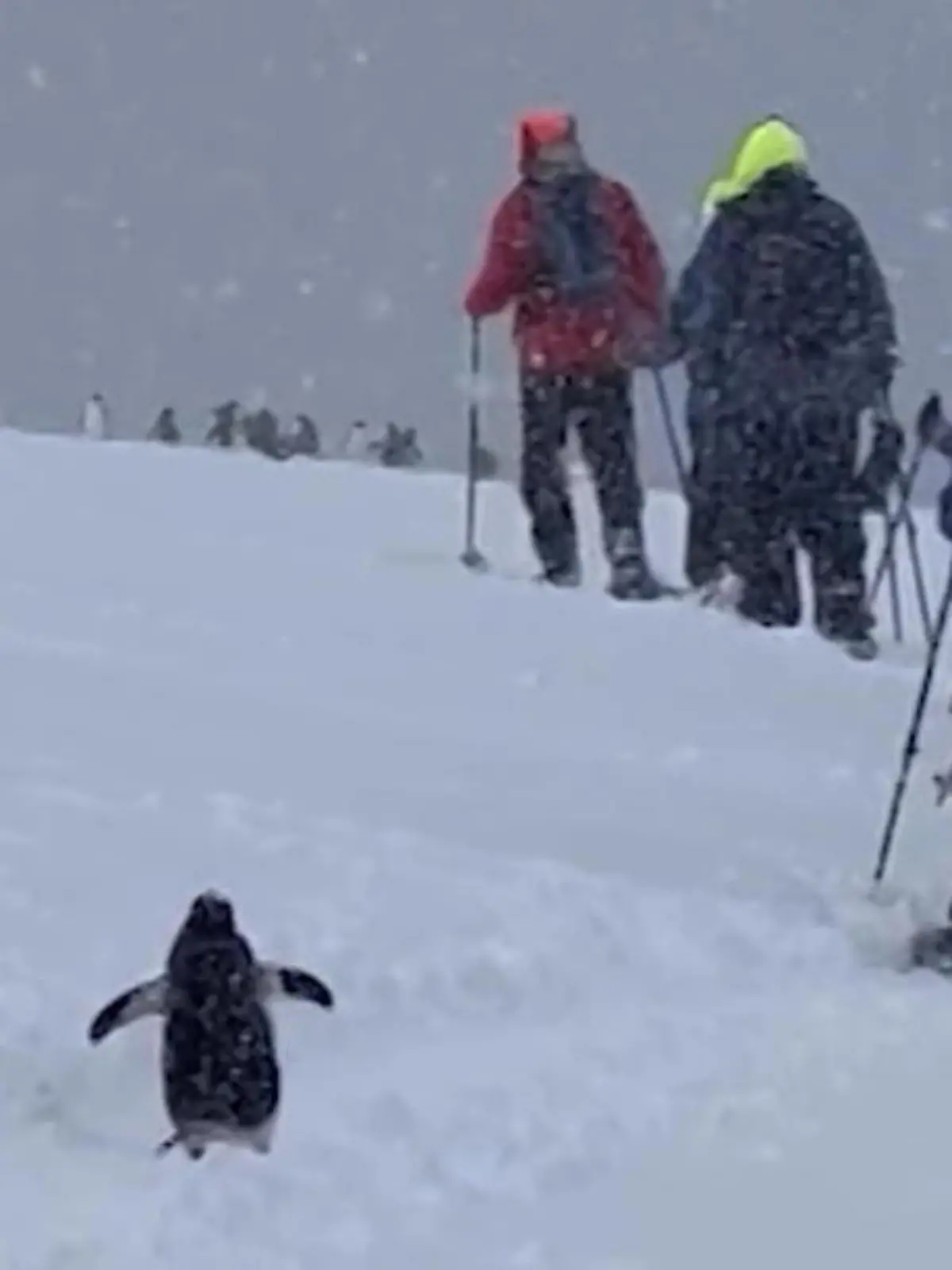 Normalerweise leben Pinguine in großen Kolonien – dieses Exemplar hatte darauf aber wohl keine Lust mehr, weshalb es sich kurzerhand eine neue Gruppe gesucht hat. Allerdings keine Artgenossen, sondern einige Menschen, die in der Nähe auf Schneeschuhwanderung waren. Daraus entsteht ein unfassbar süßes Video.