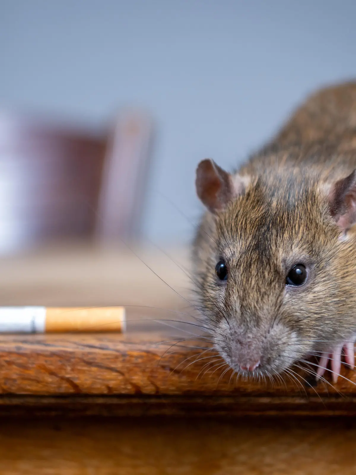 SONDERKONDITIONEN: Satzpreis!

 Ratty the rat that saved her owner Caroline from a fire. A woman says her pet RAT saved her life - after it stopped her house going up in flames. See SWNS story SWSYrat. Caroline Davis' rodent Ratty sprang into action when she dropped a lit cigarette during a snooze, she claims. The fag had landed on her dressing gown and was burning a hole while the mum-of-two dozed. She claims Ratty spotted the danger and picked up the cigarette, moving it to a non-flammable surface. Caroline, 61, says the pet then climbed onto her and woke her up. The retiree firmly believes Ratty intervened as she found the lit cigarette on her tiled conservatory floor - yards away from where she fell asleep. Caroline, from Peterborough, Cambs.,, said: "That night, if it hadn't of been for Ratty, we could have lost our home, or maybe even our lives. "She saved us, and I like to think that's her way of paying me back for rescuing her in the first place."  / action press