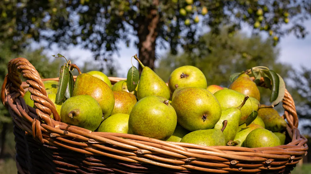 Gesundes Obst aus regionaler Erzeugung, Obsternte von einer Streuobstwiese in Deutschland. Landwirtschaftliches Symbolfoto.