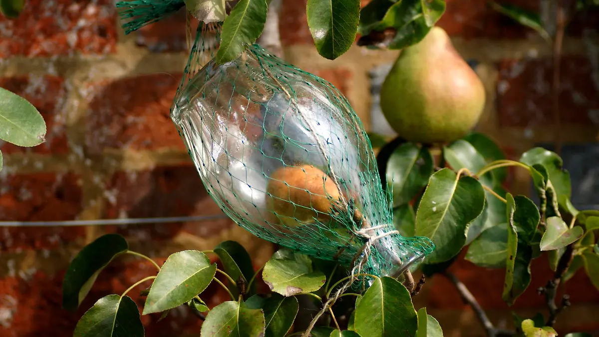 Williams Christ Birne in einer Flasche am Spalier-Birnenbaum, Leeds Castle, Grafschaft Kent, England, Europa