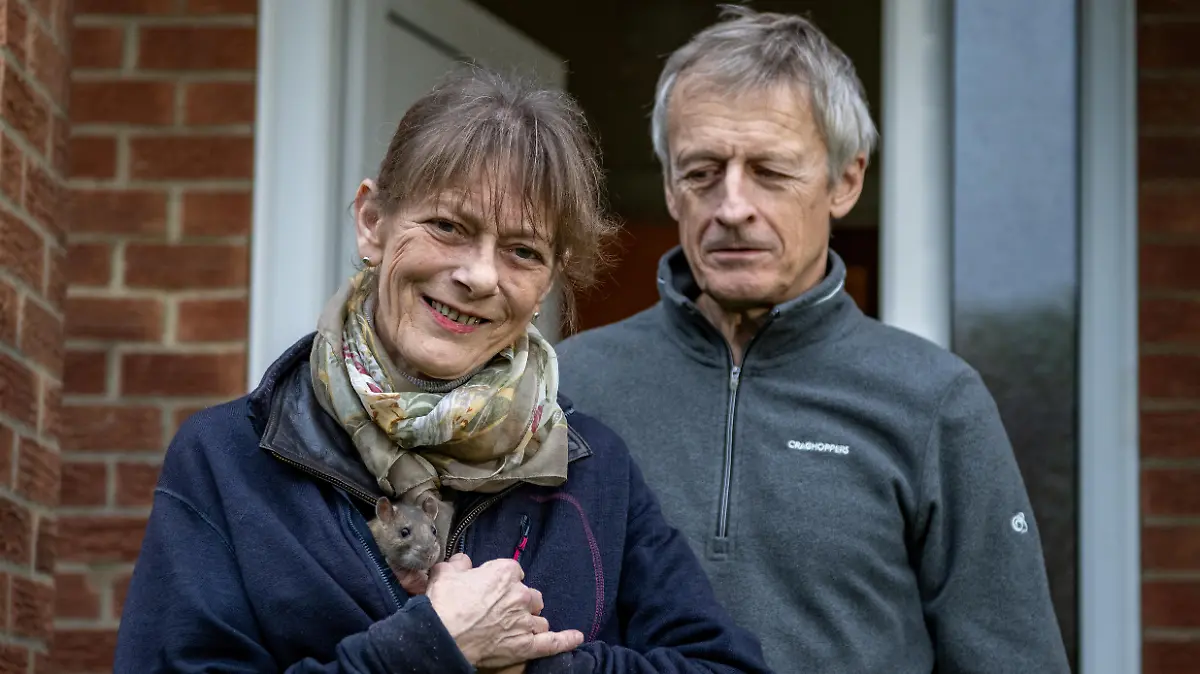 SONDERKONDITIONEN: Satzpreis!
Caroline Davis,61 with Ratty the rat and her husband Malcolm Imgham,64. A woman says her pet RAT saved her life - after it stopped her house going up in flames. See SWNS story SWSYrat. Caroline Davis' rodent Ratty sprang into action when she dropped a lit cigarette during a snooze, she claims. The fag had landed on her dressing gown and was burning a hole while the mum-of-two dozed. She claims Ratty spotted the danger and picked up the cigarette, moving it to a non-flammable surface. Caroline, 61, says the pet then climbed onto her and woke her up. The retiree firmly believes Ratty intervened as she found the lit cigarette on her tiled conservatory floor - yards away from where she fell asleep. Caroline, from Peterborough, Cambs.,, said: "That night, if it hadn't of been for Ratty, we could have lost our home, or maybe even our lives. "She saved us, and I like to think that's her way of paying me back for rescuing her in the first place." / action press