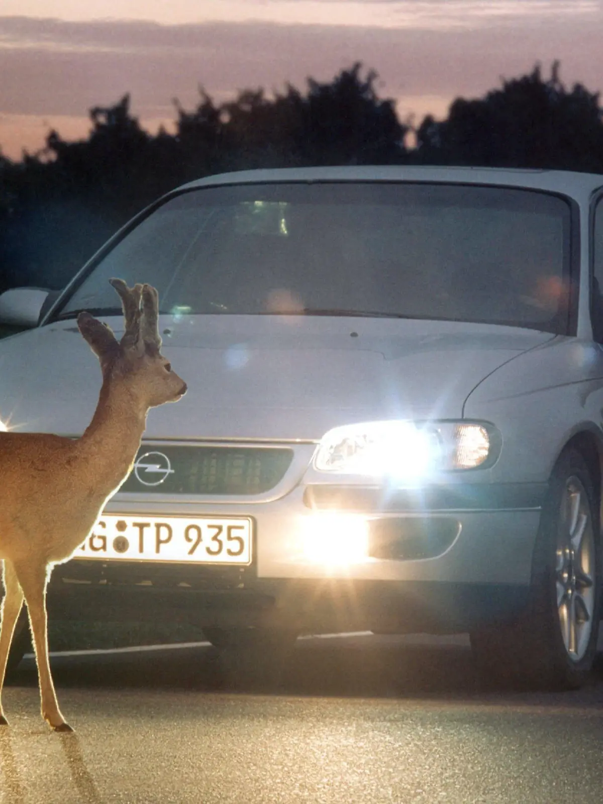 Gefährliche Begegnung in der Abenddämmerung - mit Wildwechsel müssen Autofahrer im ländlichen Raum im Herbst jederzeit rechnen.