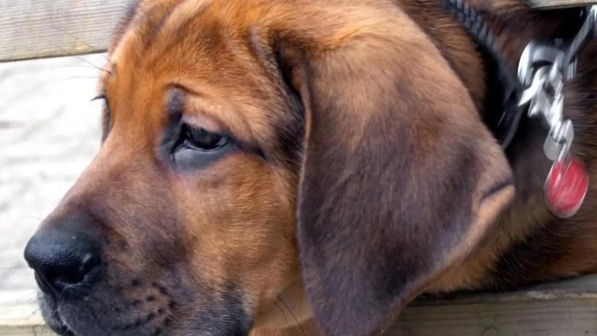 Bei Rheuma-Symptomen sollten Hunde-Halter schnell einen Tierarzt aufsuchen. Foto: Jens Schierenbeck