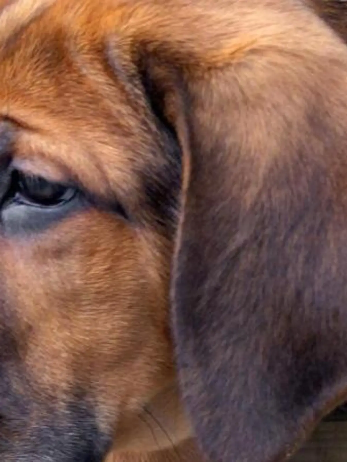 Bei Rheuma-Symptomen sollten Hunde-Halter schnell einen Tierarzt aufsuchen. Foto: Jens Schierenbeck