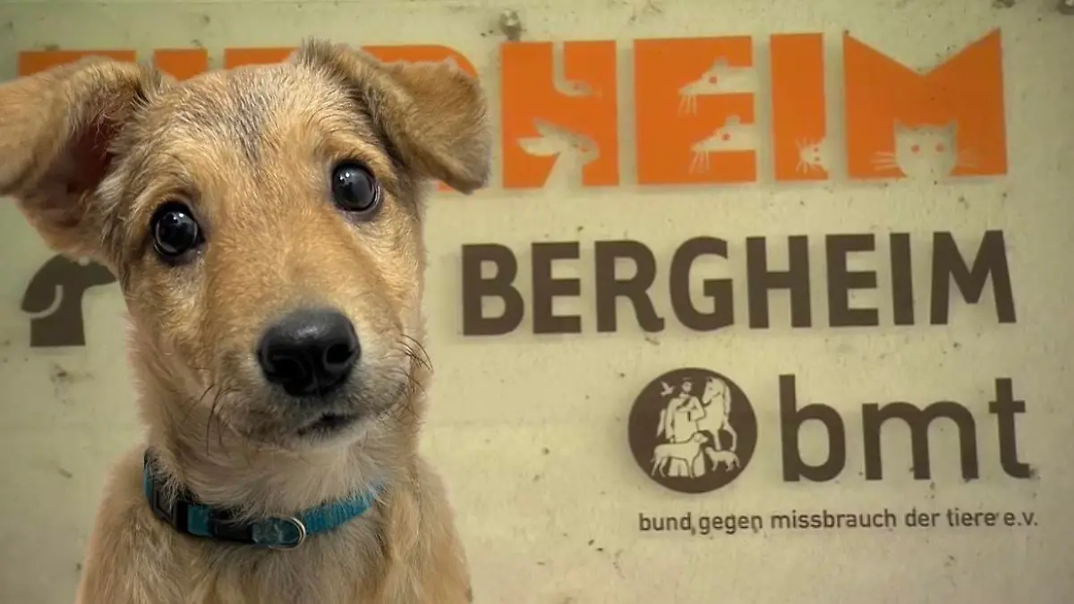 Hundewelpe schaut in die Kamera