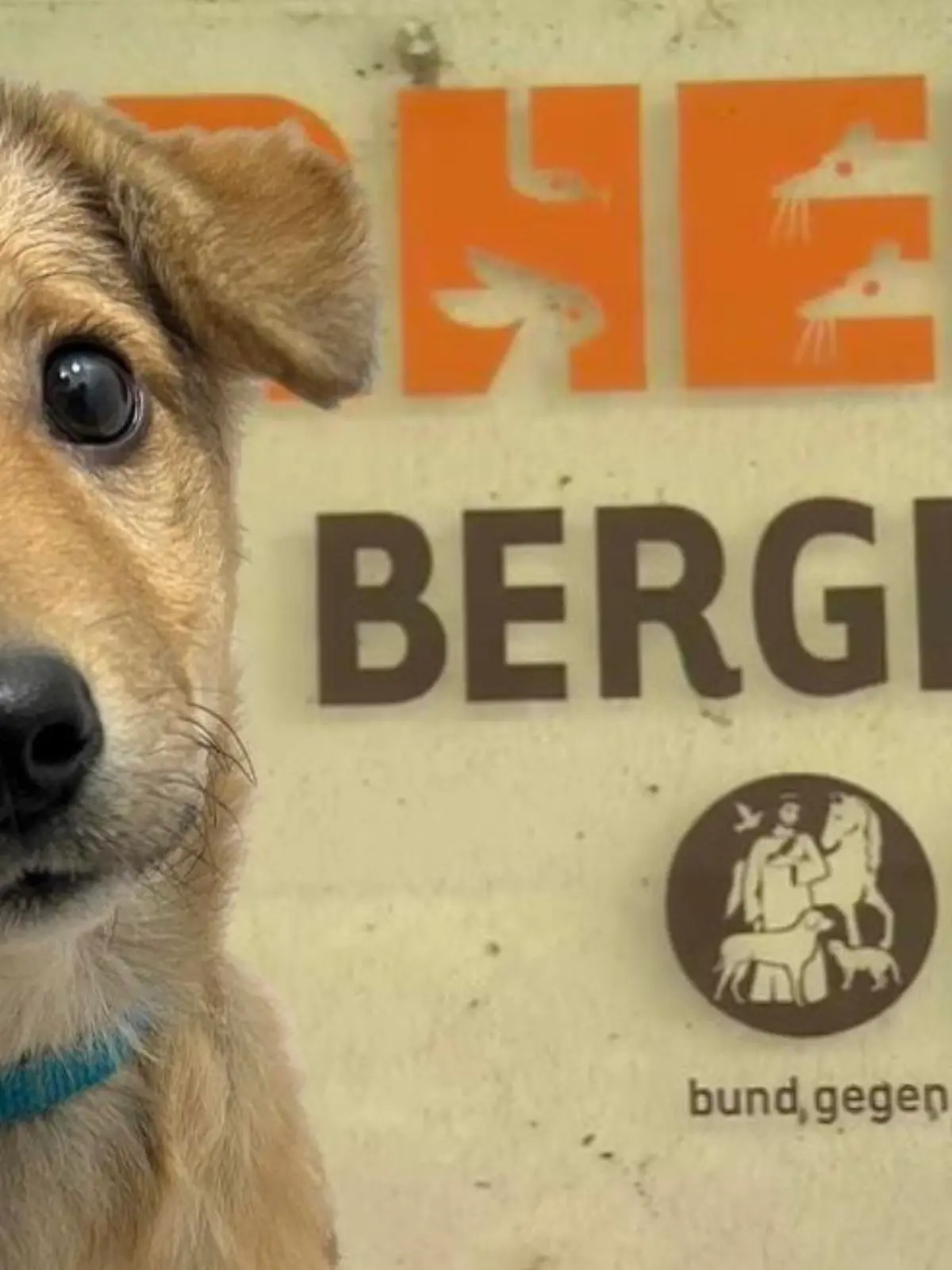 Hundewelpe schaut in die Kamera
