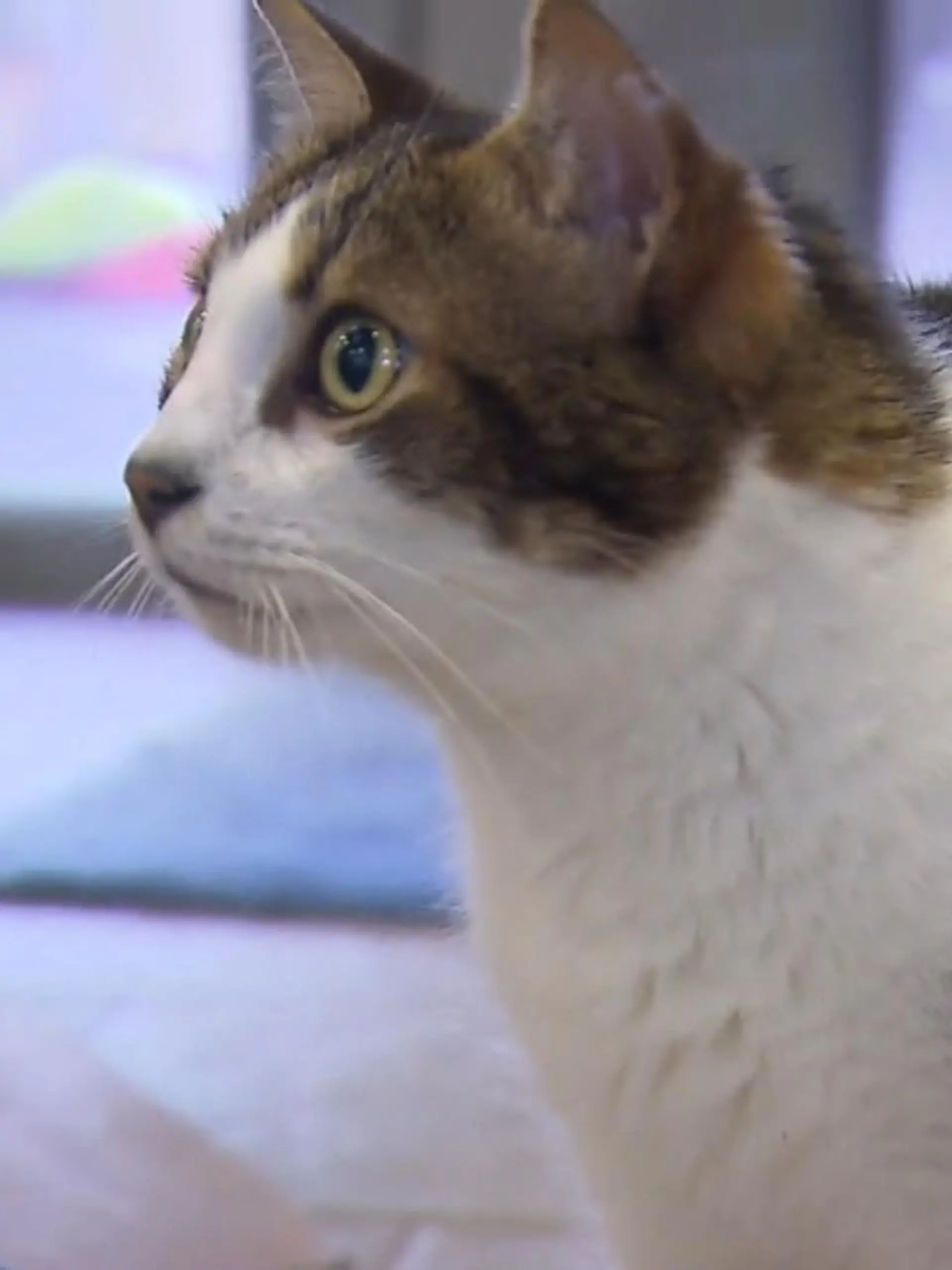 Bild zu: "Kater Mio sucht ein neues Zuhause"