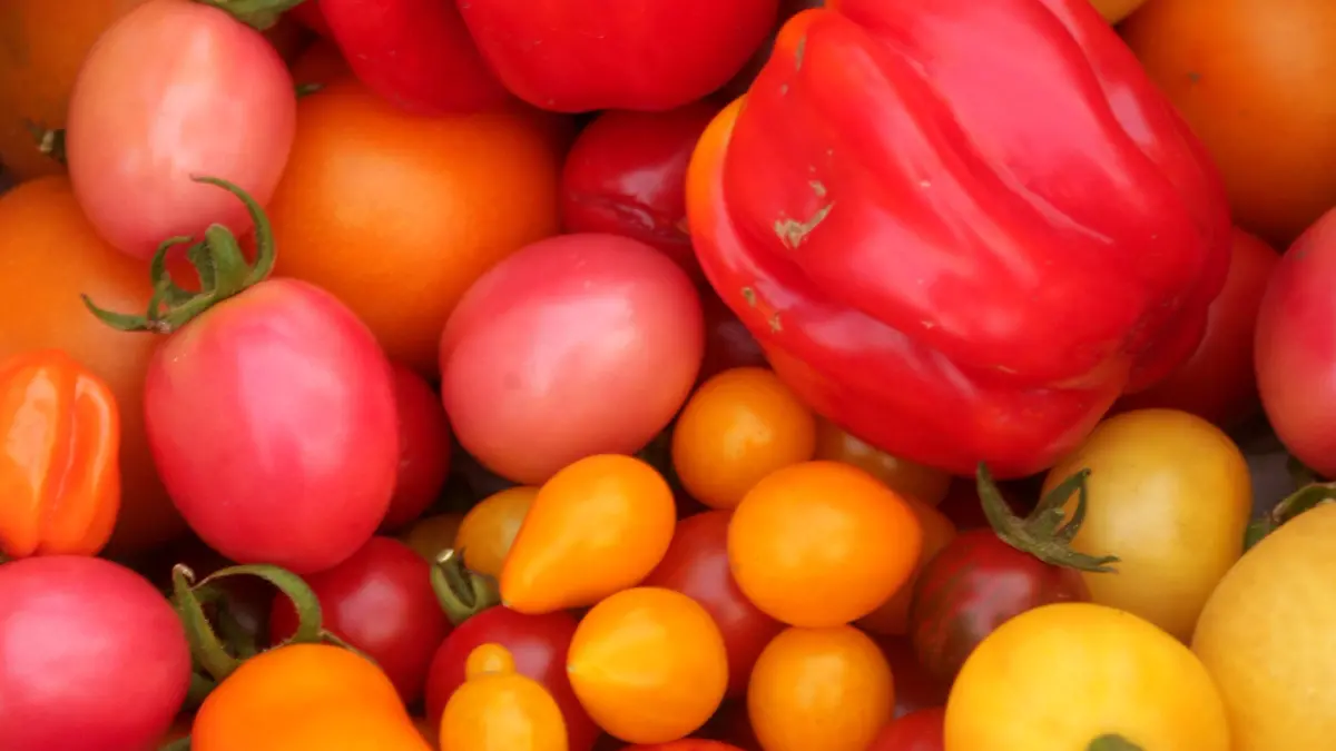 Tomaten verschiedenster Sorten, aufgenommen am Sonntag (20.09.2009) in einer Kleingartenanlage in Egeln (Salzlandlkreis). Foto: Jens Wolf +++(c) dpa - Report+++