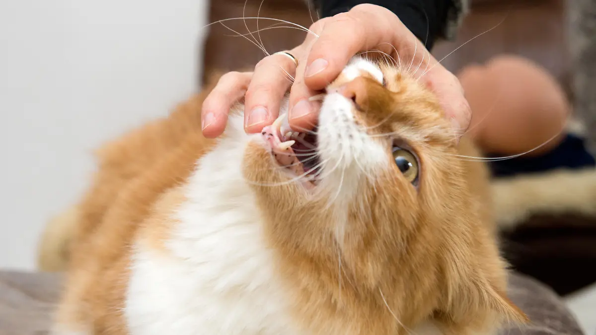 Ein Kater beißt am 23.10.2013 in Berlin seiner Halterin in den Finger.