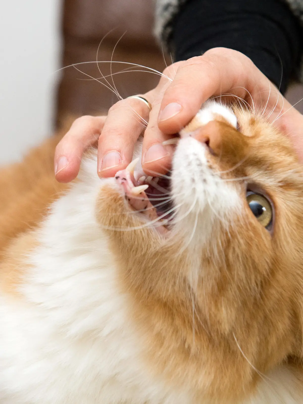 Ein Kater beißt am 23.10.2013 in Berlin seiner Halterin in den Finger.