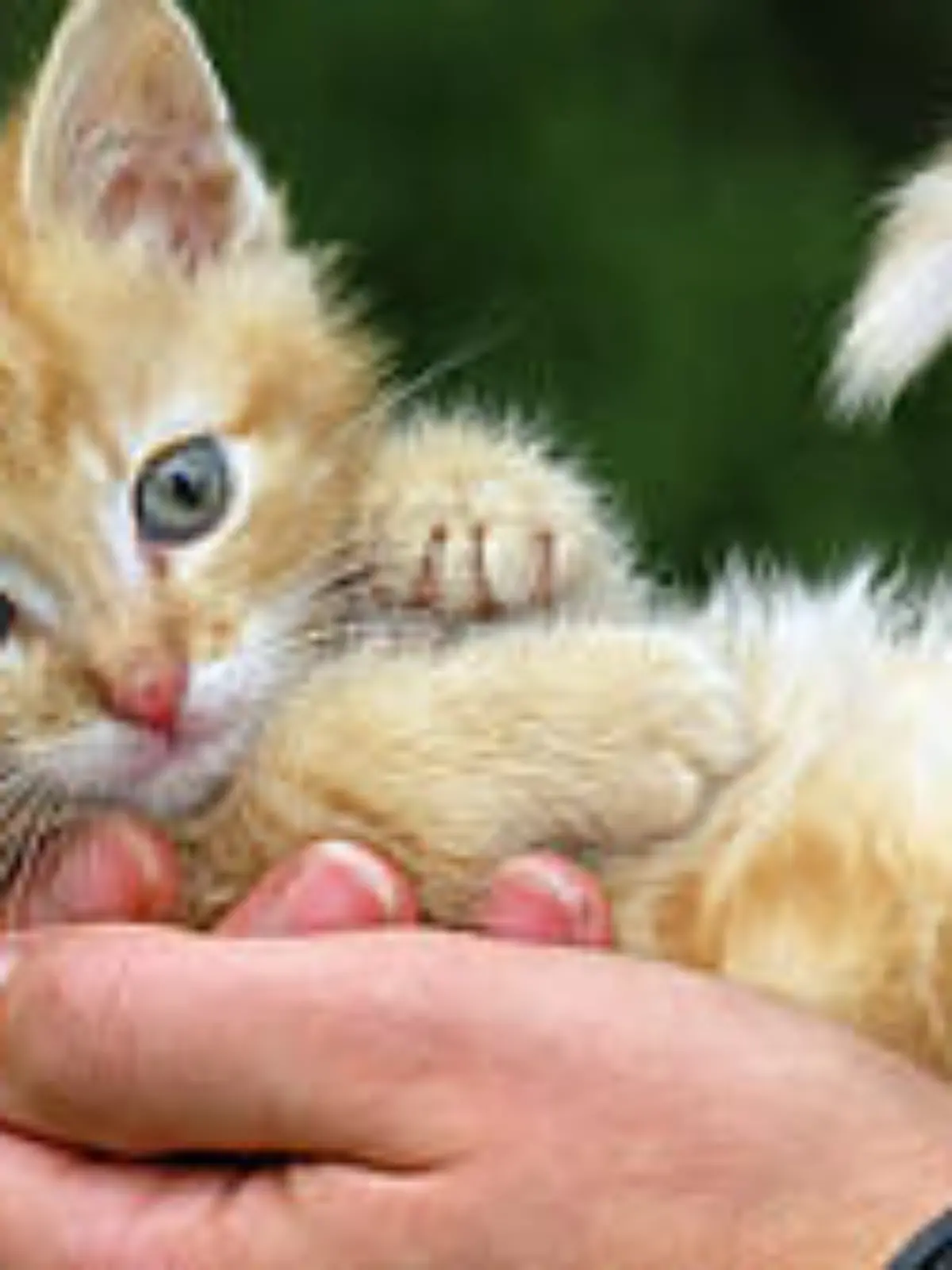 Singles mit Katzen kuscheln seltener allein