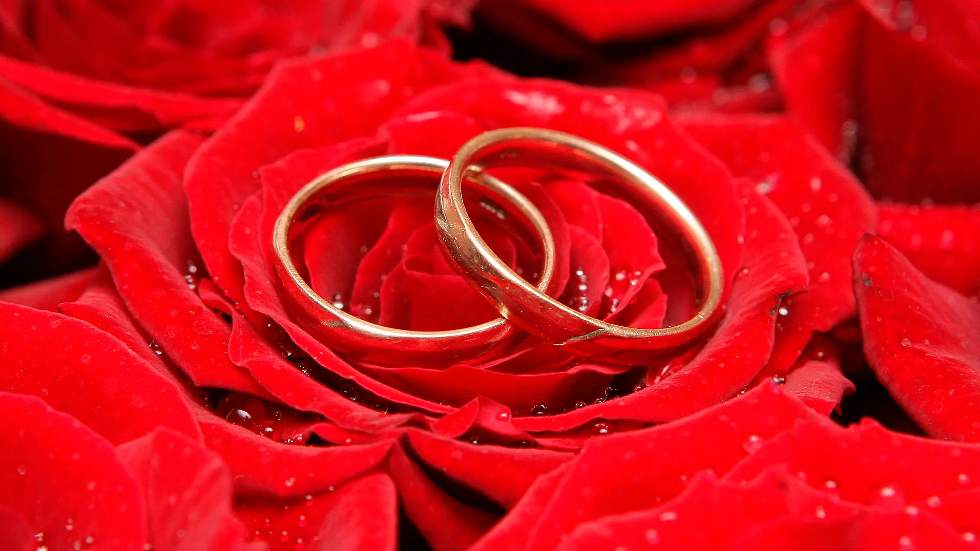 Das Symboldbild zeigt Trauringe auf einer Rosenblüte, aufgenommen auf einer Hochzeitsmesse in Frankfurt (Oder) am 28.01.2007. Foto: Patrick Pleul +++(c) dpa - Report+++
