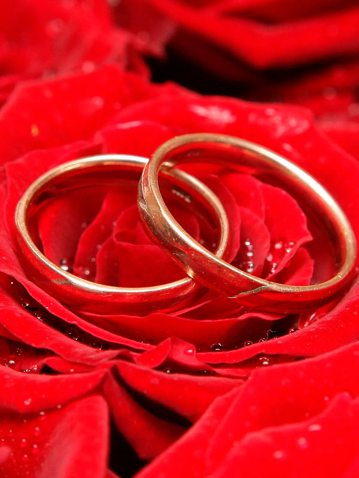 Das Symboldbild zeigt Trauringe auf einer Rosenblüte, aufgenommen auf einer Hochzeitsmesse in Frankfurt (Oder) am 28.01.2007. Foto: Patrick Pleul +++(c) dpa - Report+++