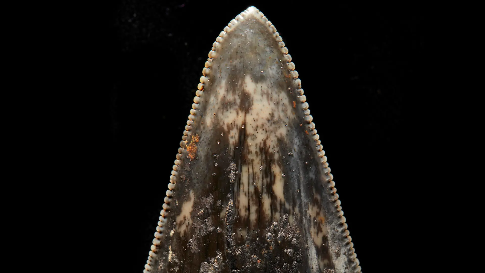 Dieser Zahn soll eine Vorfahren von Megalodon gehört haben.