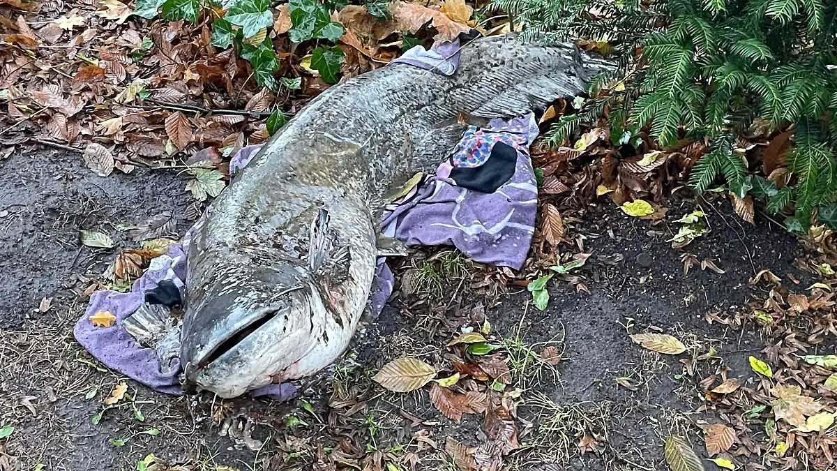 HANDOUT - 07.12.2022, Schleswig-Holstein, Lübeck: Ein toter Wels liegt auf einem Tuch in einem Park. Der 140cm lange Süßwasserfisch habe auf einer Decke gelegen, die mutmaßlich zum Transport benutzt wurde, wie die Polizeidirektion Lübeck mitteilte. (zu dpa: «Spaziergänger finden in Lübeck großen toten Wels in Parkanlage») Foto: -/Polizei Lübeck/dpa +++ dpa-Bildfunk +++