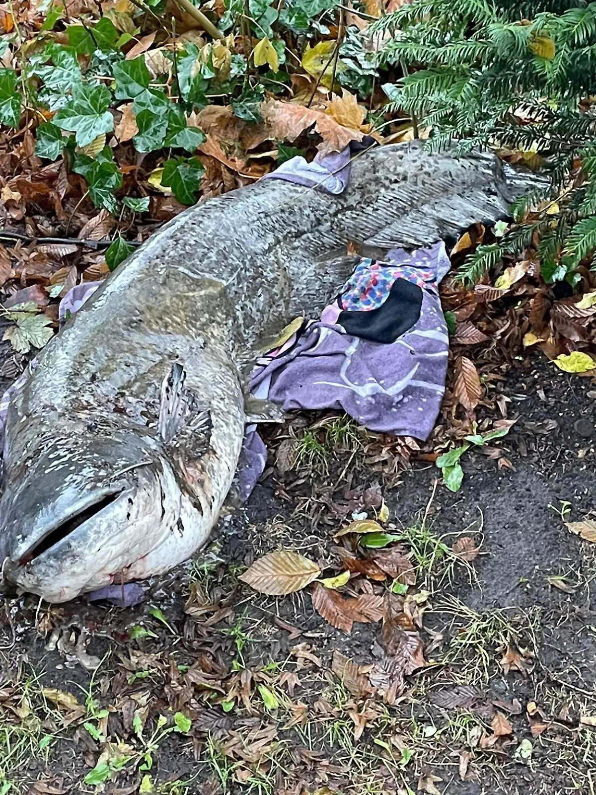 HANDOUT - 07.12.2022, Schleswig-Holstein, Lübeck: Ein toter Wels liegt auf einem Tuch in einem Park. Der 140cm lange Süßwasserfisch habe auf einer Decke gelegen, die mutmaßlich zum Transport benutzt wurde, wie die Polizeidirektion Lübeck mitteilte. (zu dpa: «Spaziergänger finden in Lübeck großen toten Wels in Parkanlage») Foto: -/Polizei Lübeck/dpa +++ dpa-Bildfunk +++