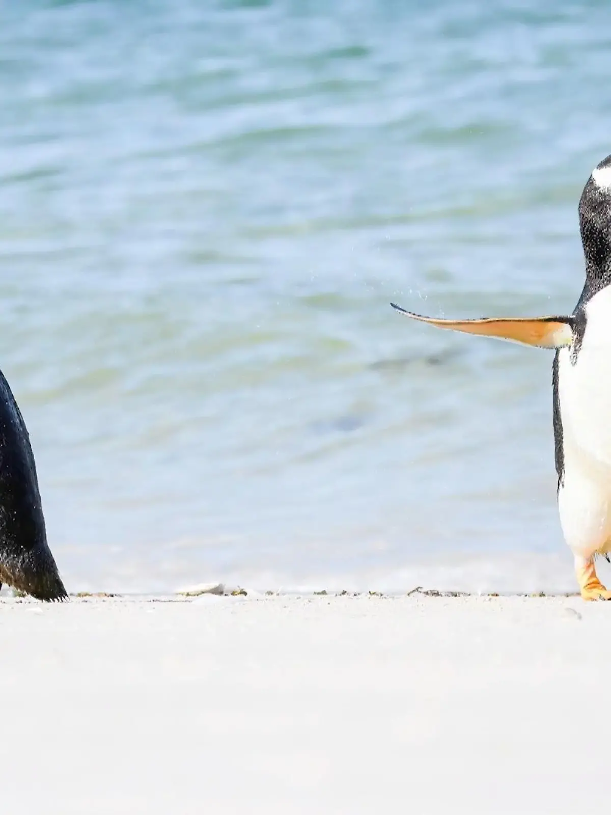 Bild zu: "Das sind die witzigsten Tierfotos 2022"