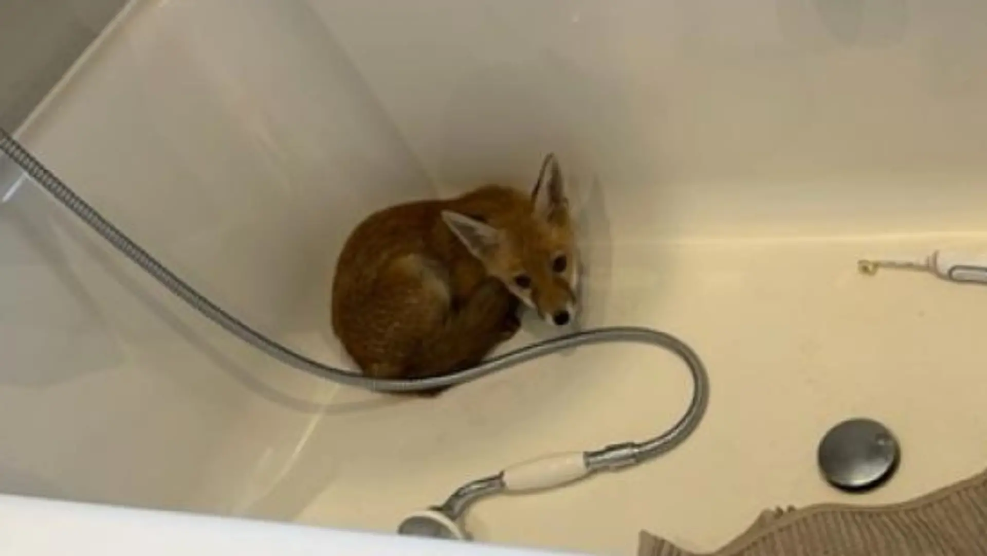 Ein ängstliches Fuchs-Junge kauert in einer Badewanne und schaut in die Kamera.