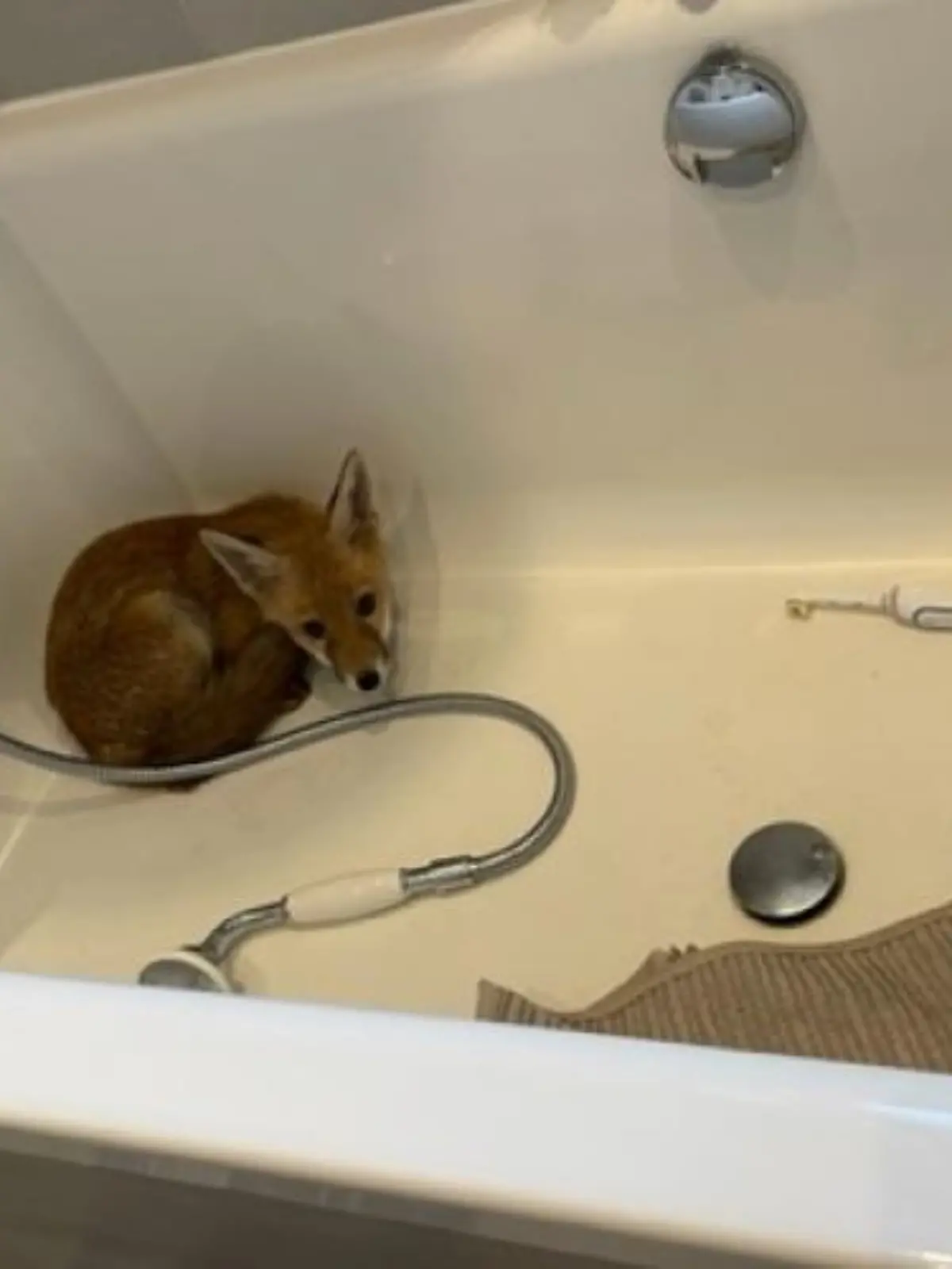 Ein ängstliches Fuchs-Junge kauert in einer Badewanne und schaut in die Kamera.