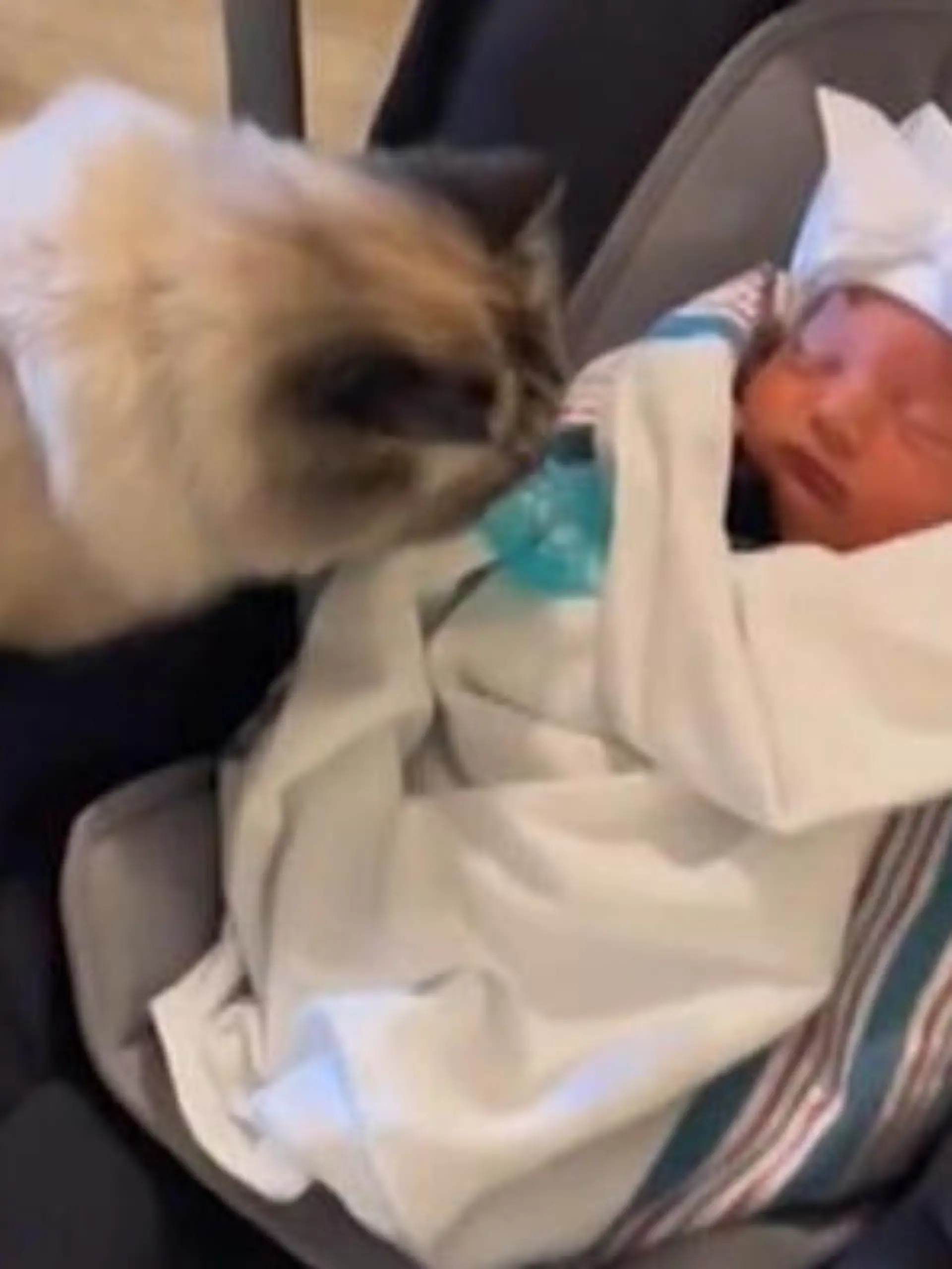 So hat sich dieses Ehepaar das erste Treffen ihrer Neugeborenen Tochter und ihrer Hauskatze nicht vorgestellt! Cayden Cazier und seine Frau Katie waren überglücklich, als sie ihr Baby endlich in den Händen halten durften. Zuhause angekommen präsentieren sie das neueste Familienmitglied ihrer Katze Fufu, die seit drei Jahren bei den beiden lebt. Fufus Reaktion? Ein paar mal schnuppern, den Raum verlassen und erstmal kotzen!