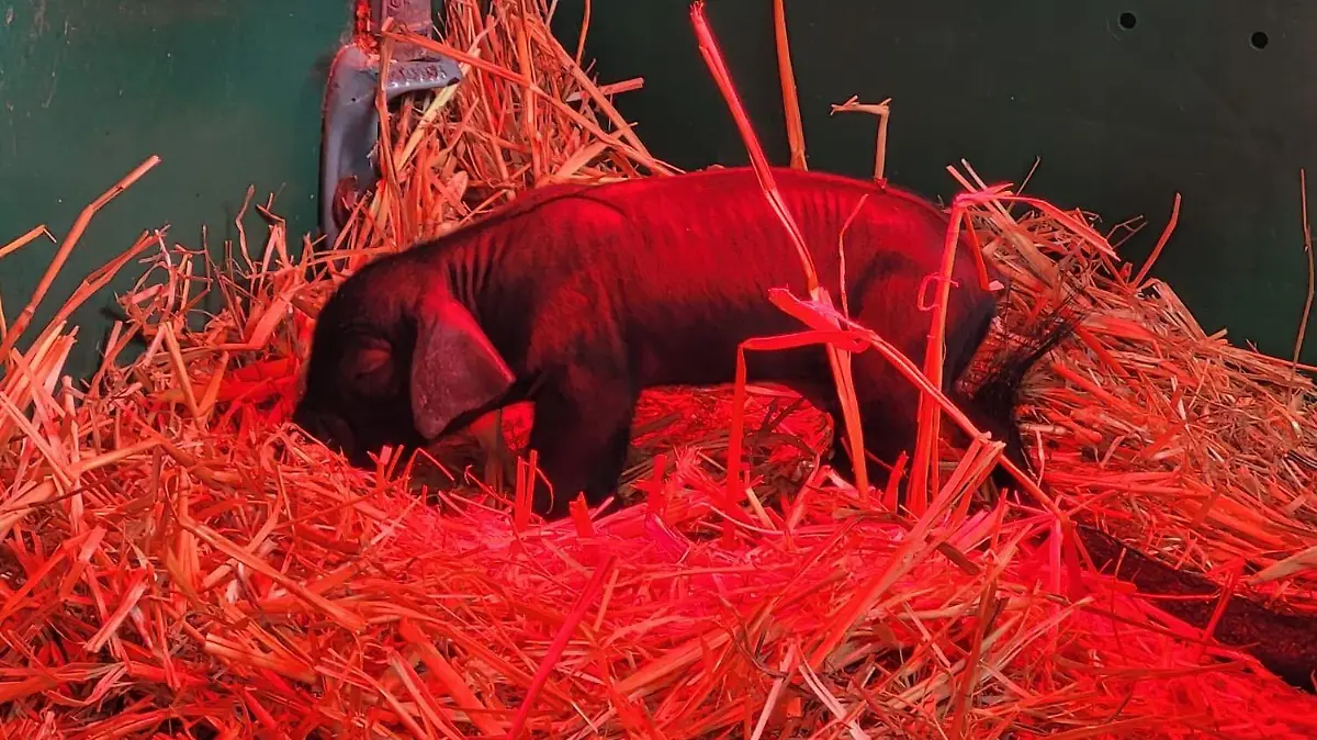 Schweine-Leasing