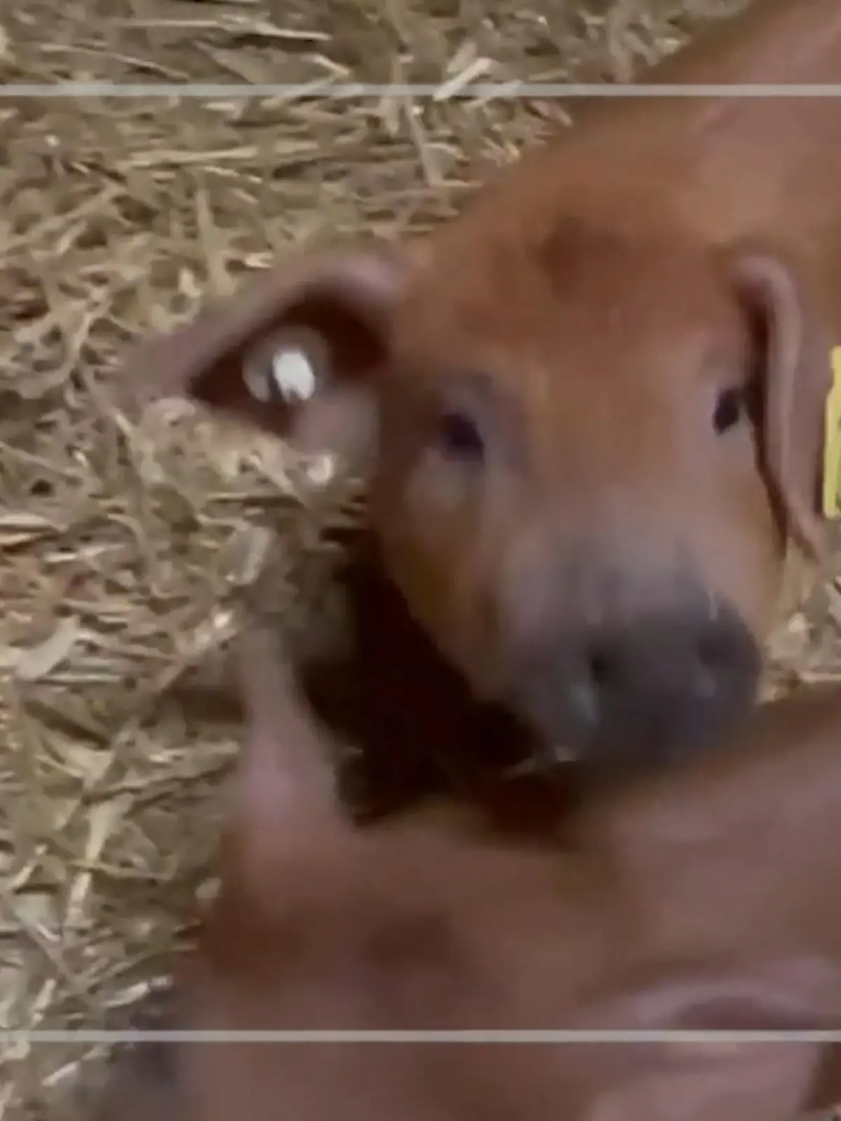 Ich betreibe Schweine-Leasing. Das heißt: Auf einem Bauernhof in Plau am See in Mecklenburg-Vorpommern wurde im Herbst ein Ferkelchen geboren. Ich habe dafür 120 Euro bezahlt und seit das kleine Schweine abgestillt ist, kommen 90 Euro monatlich für Futter, ärztliche Versorgung und das Leben auf dem Hof dazu. In einem Jahr wird das Ferkel geschlachtet, das Fleisch gehört dann mir.
