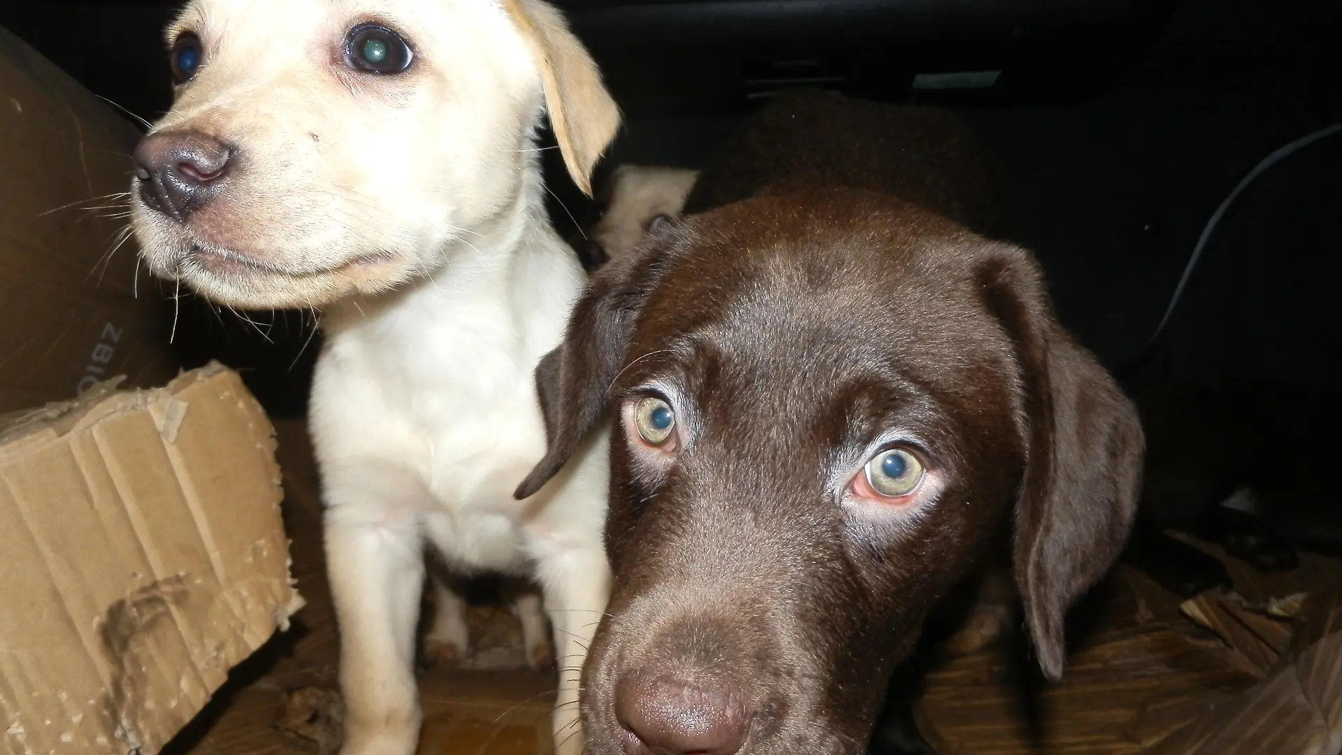 Zwei der insgesamt neun geretteten Labradorwelpen. Sie mussten ohne Licht oder Frischluft auskommen.