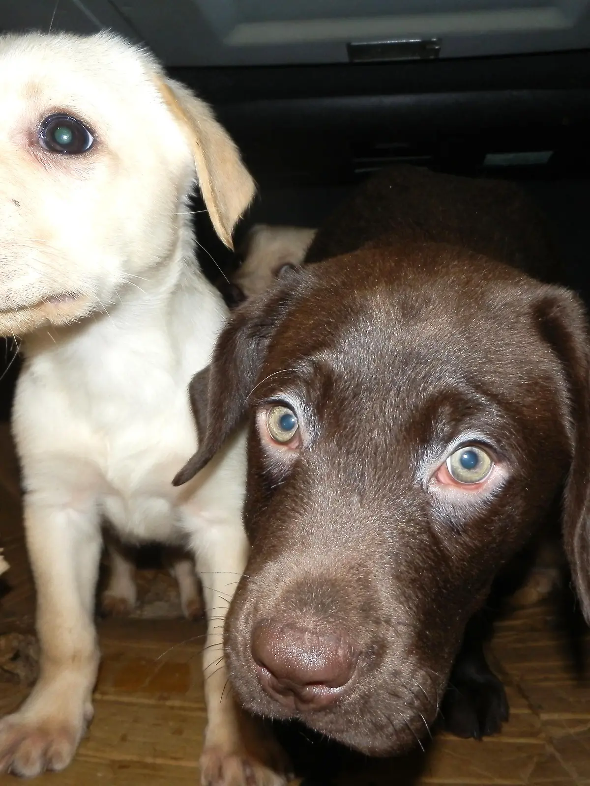 Zwei der insgesamt neun geretteten Labradorwelpen. Sie mussten ohne Licht oder Frischluft auskommen.