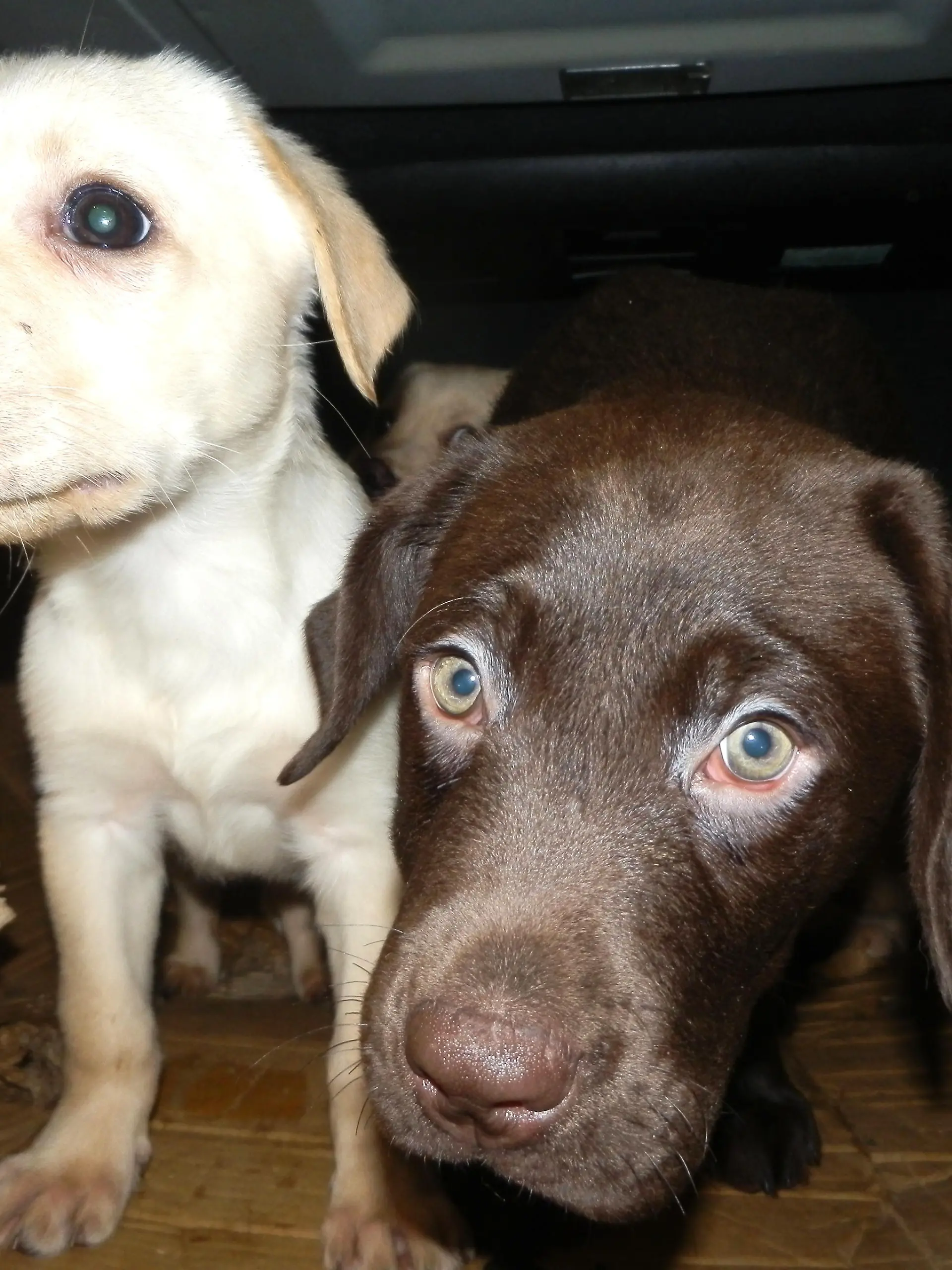 Zwei der insgesamt neun geretteten Labradorwelpen. Sie mussten ohne Licht oder Frischluft auskommen.
