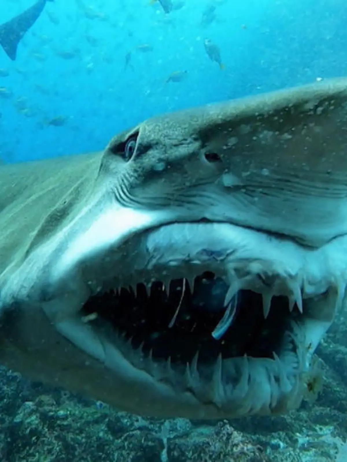 Als wolle er für ein schönes Profilfoto posieren: An der Küste von New South Wales in Australien hat ein Taucher einen Sandtigerhai gefilmt. Scheinbar wusste er, dass eine Kamera auf ihn gerichtet war, denn er zeigte sein schaurig-schönstes Lächeln. Wir zeigen die angsteinflößenden Aufnahmen von unter Wasser im Video.