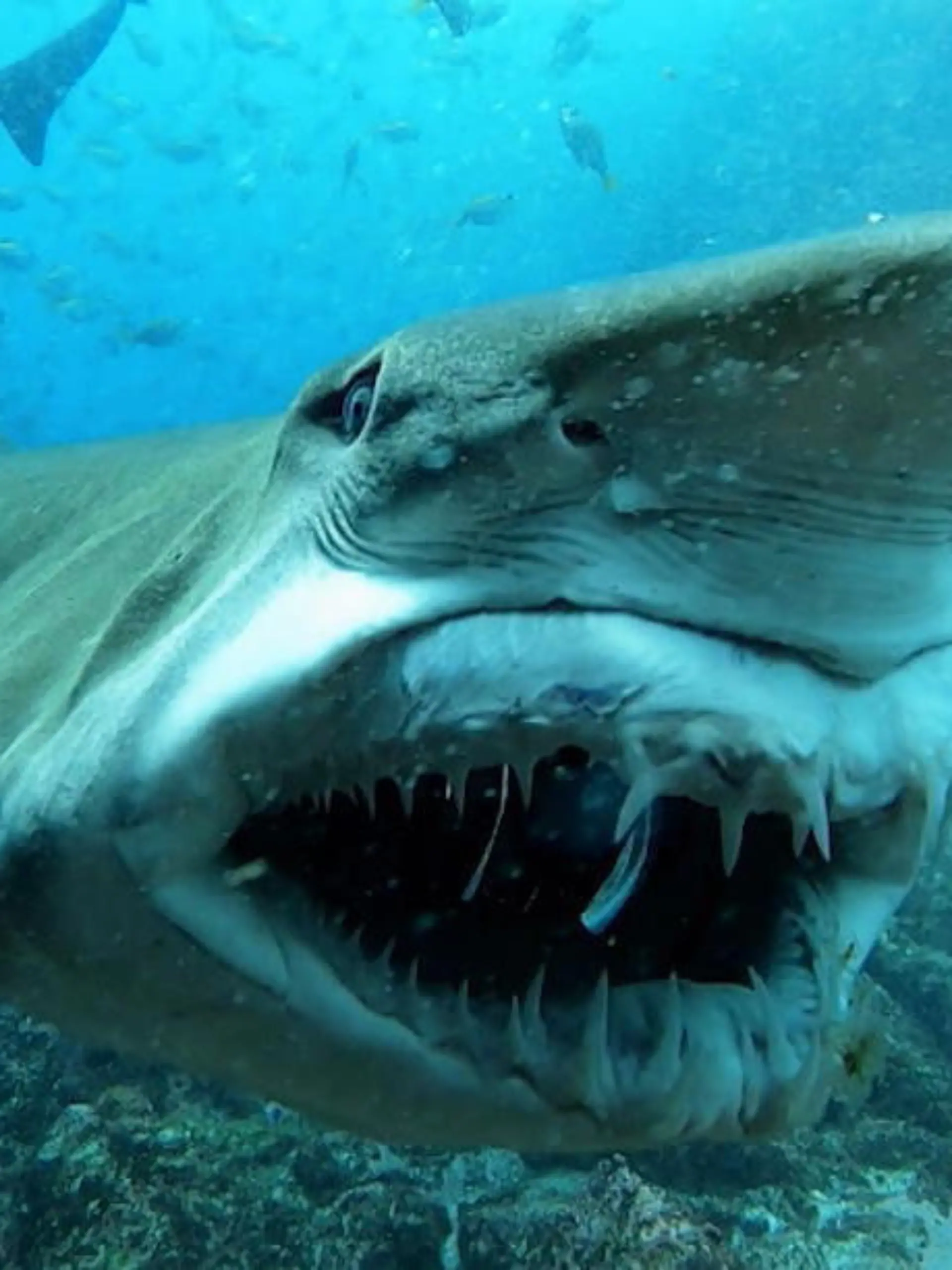 Als wolle er für ein schönes Profilfoto posieren: An der Küste von New South Wales in Australien hat ein Taucher einen Sandtigerhai gefilmt. Scheinbar wusste er, dass eine Kamera auf ihn gerichtet war, denn er zeigte sein schaurig-schönstes Lächeln. Wir zeigen die angsteinflößenden Aufnahmen von unter Wasser im Video.
