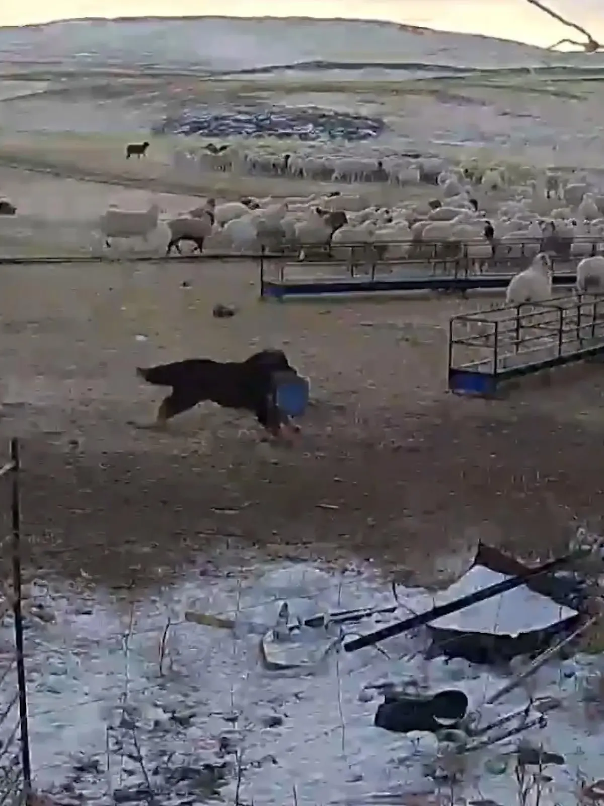 Mit diesem Welpen wird sich so schnell kein Wolf mehr anlegen. Denn der einjährige Mastiff verteidigt seine Schafherde mit aller Macht - und ist eindeutig der Sieger im Kampf gegen den Wolf.