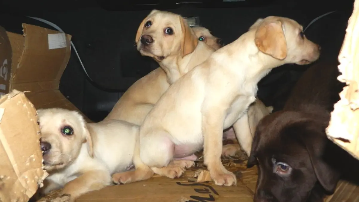 Es lässt sich nur erahnen, wie wenig Platz die Hunde im Kofferraum gehabt haben müssen.