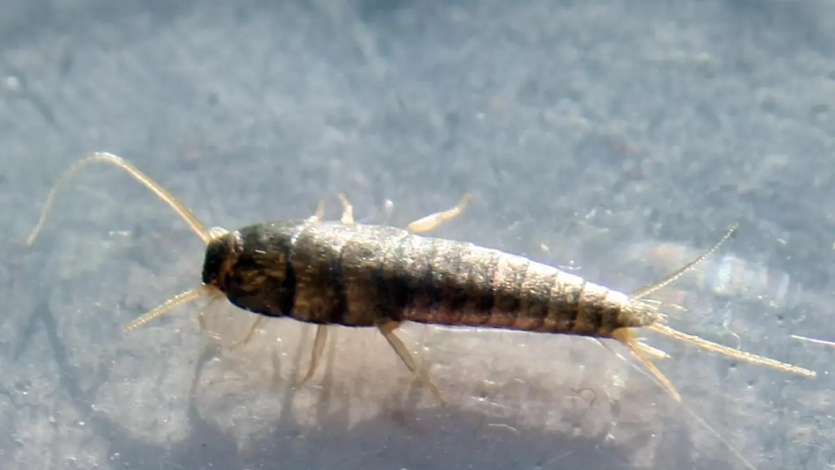 Ein Silberfischchen (Lepisma saccharina) liegt am 10.02.2014 in Berlin in einer Petrischale. Silberfischchen fühlen sich dort wohl, wo es warm und feucht ist. Und wo es genug zu fressen gibt natürlich.Foto: Philipp Brandstädter/dpa ACHTUNG: Nur für Bezieher des dpa-Dienstes Nachrichten für Kinder