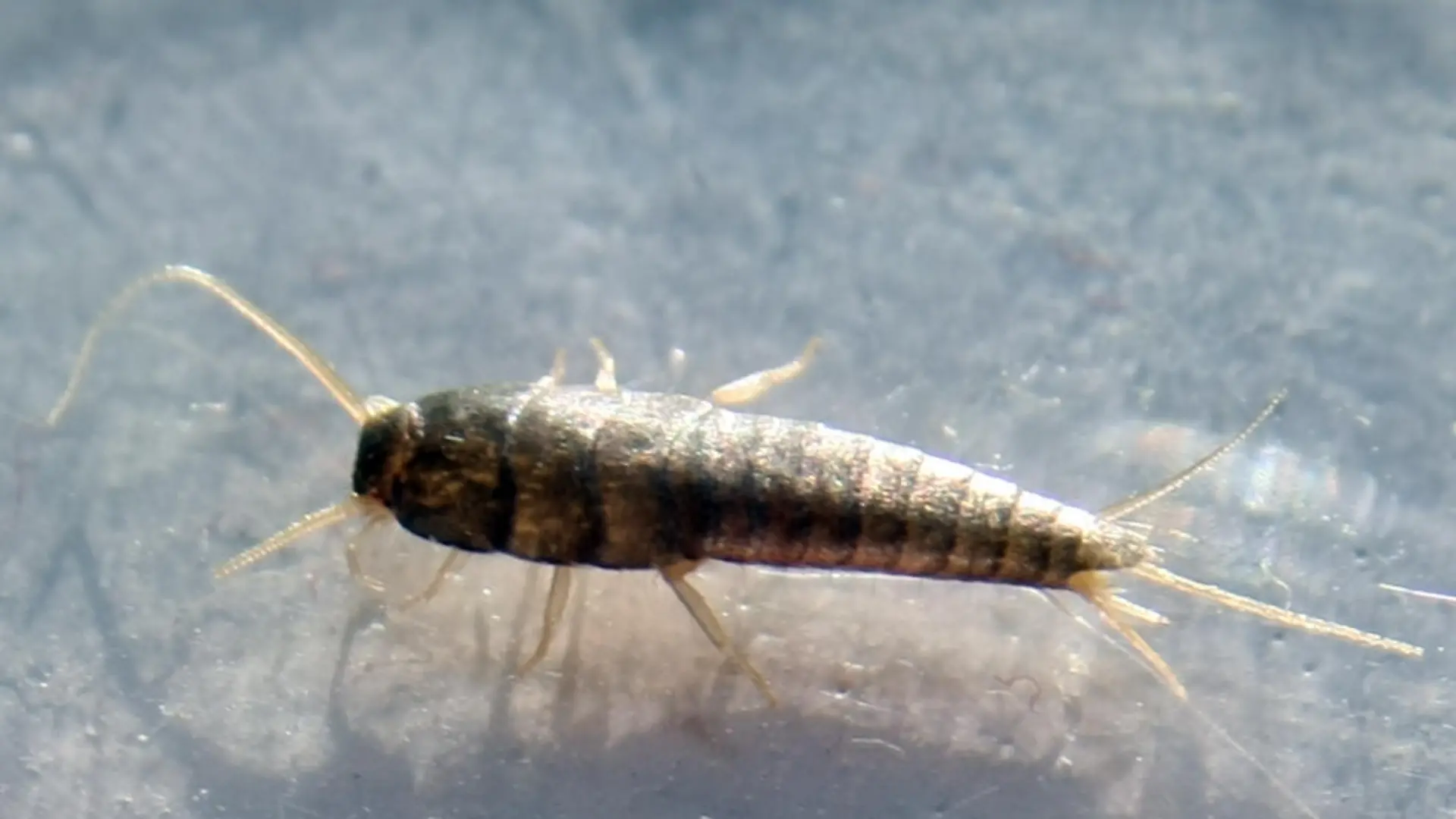 Ein Silberfischchen (Lepisma saccharina) liegt am 10.02.2014 in Berlin in einer Petrischale. Silberfischchen fühlen sich dort wohl, wo es warm und feucht ist. Und wo es genug zu fressen gibt natürlich.Foto: Philipp Brandstädter/dpa ACHTUNG: Nur für Bezieher des dpa-Dienstes Nachrichten für Kinder