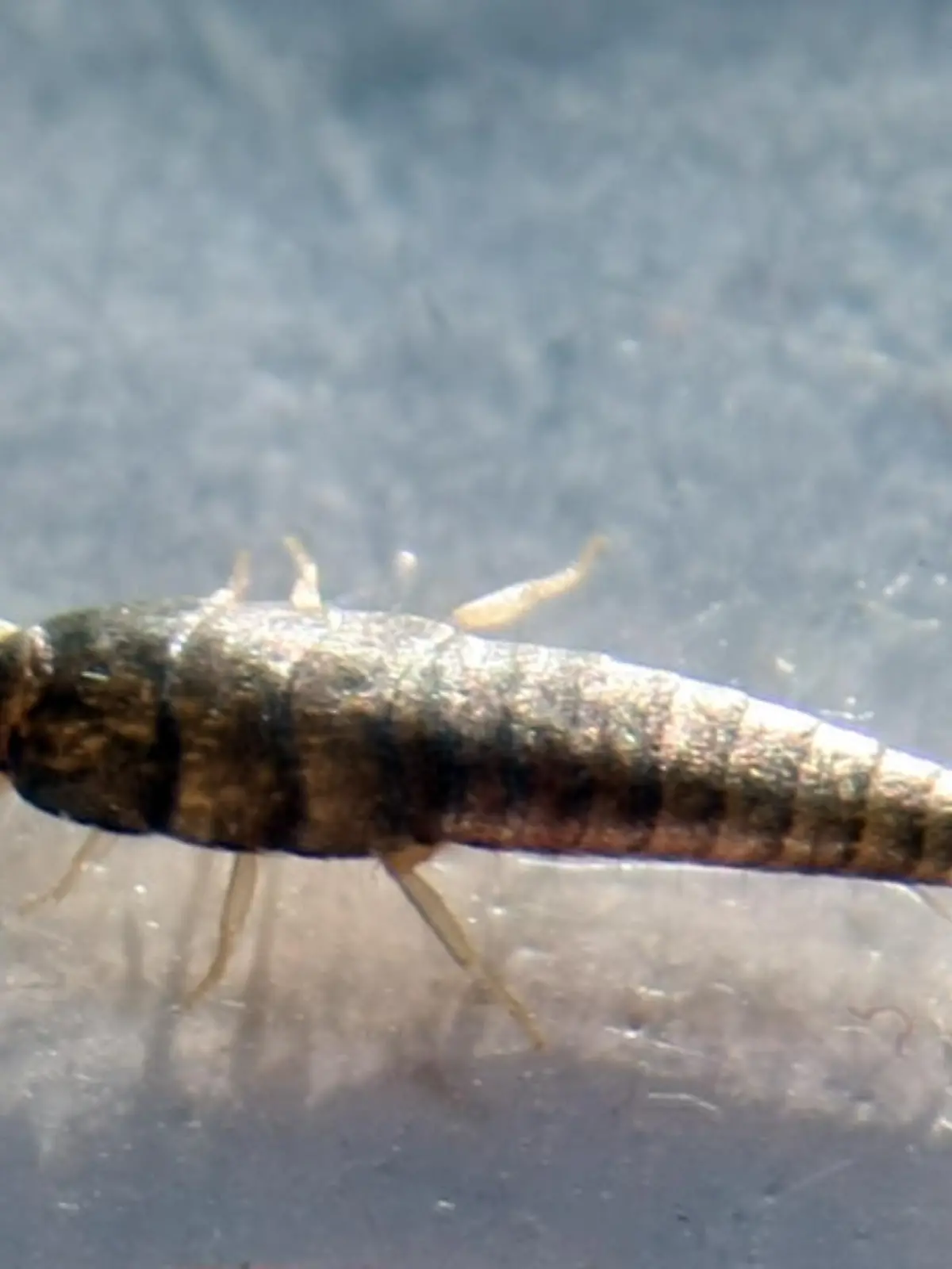 Ein Silberfischchen (Lepisma saccharina) liegt am 10.02.2014 in Berlin in einer Petrischale. Silberfischchen fühlen sich dort wohl, wo es warm und feucht ist. Und wo es genug zu fressen gibt natürlich.Foto: Philipp Brandstädter/dpa ACHTUNG: Nur für Bezieher des dpa-Dienstes Nachrichten für Kinder