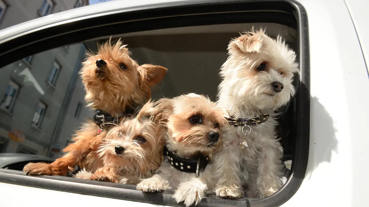 Die vier Yorkshire Terrier Bobby, Billy, Benni und Zorro schauen am 10.04.2015 bei strahlender Frühlingssonne in Ravensburg (Baden-Württemberg) aus dem Auto ihres Herrchens heraus. Foto: Felix Kästle/dpa | Verwendung weltweit