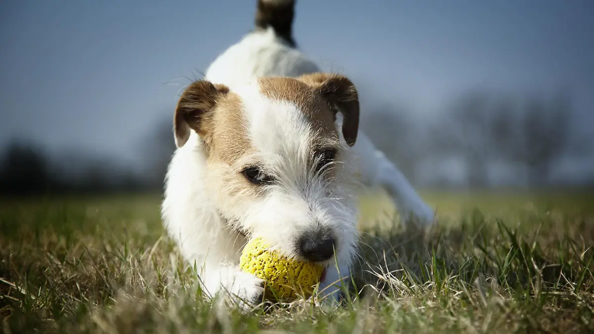 Jack Russel Terrier