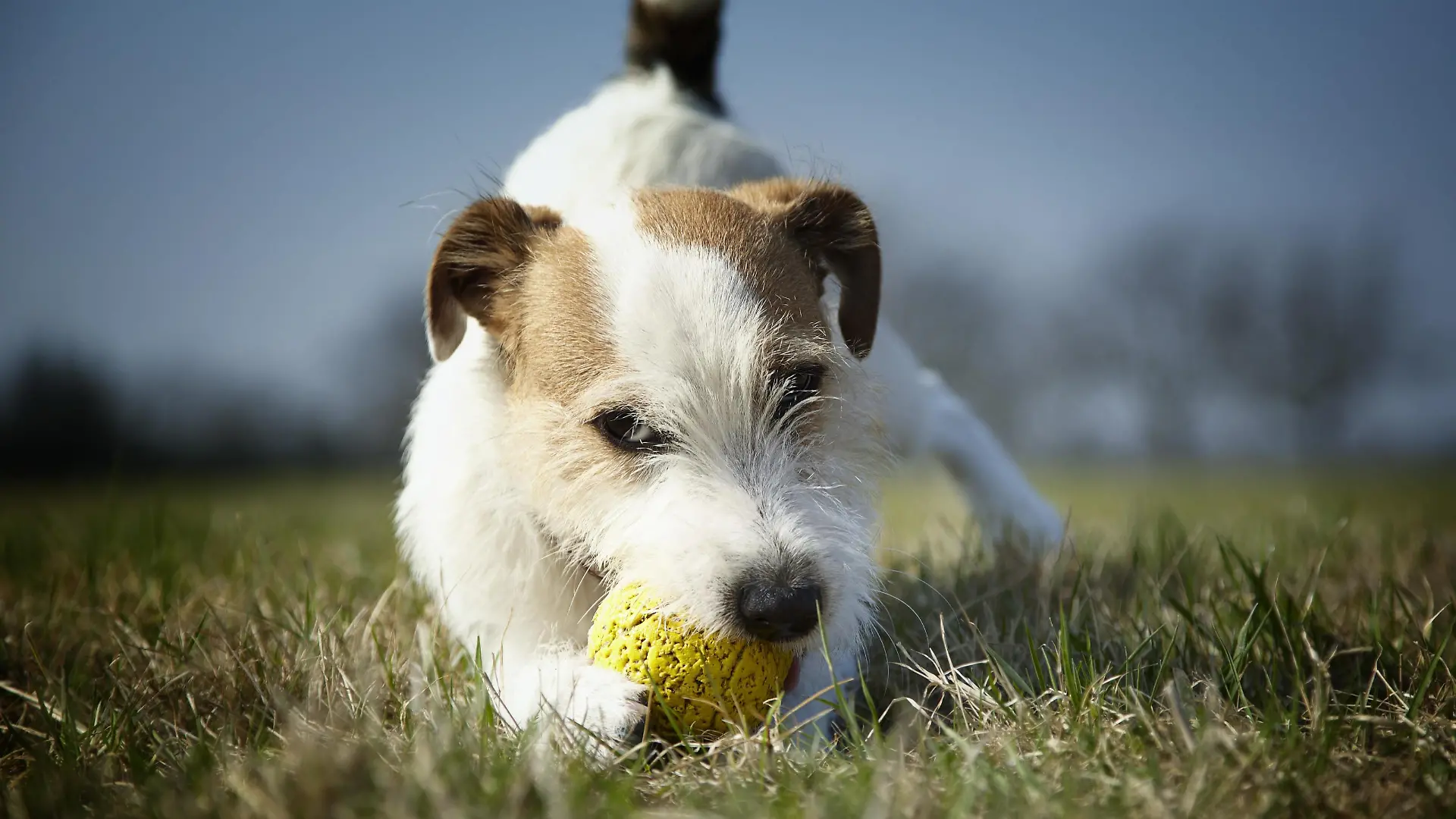 Jack Russel Terrier