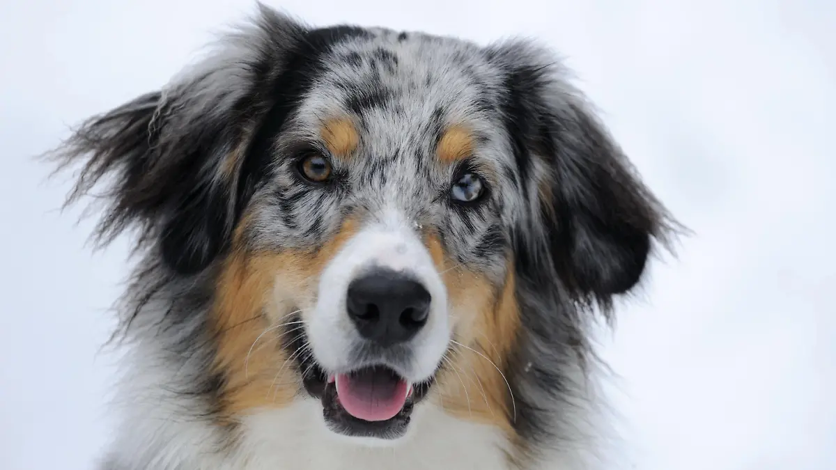 Australian Shepherd