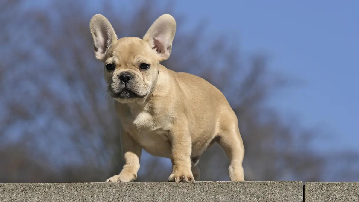 Französische Bulldogge, 12 Wochen, steht auf einer Mauer | Verwendung weltweit, Keine Weitergabe an Wiederverkäufer.