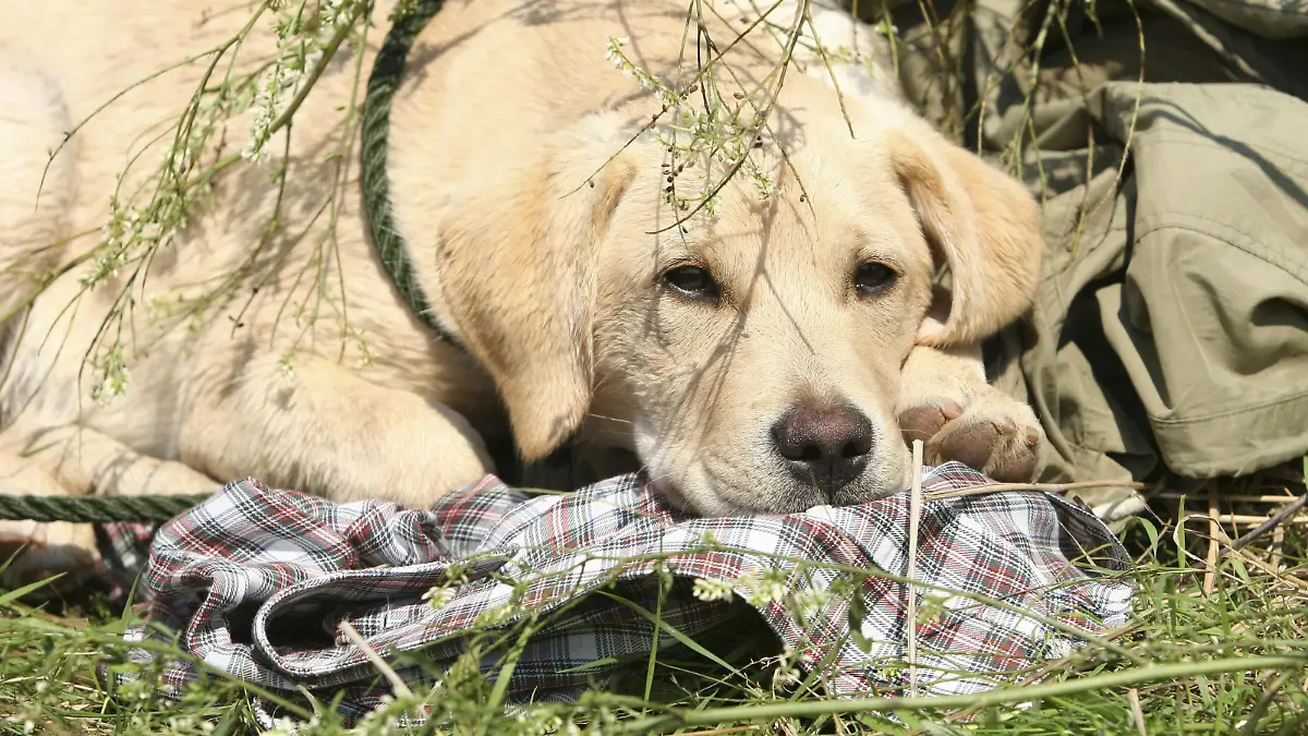 Portrait eines schlafenden gelben Labrador Retriever Welpen | Verwendung weltweit, Keine Weitergabe an Wiederverkäufer.