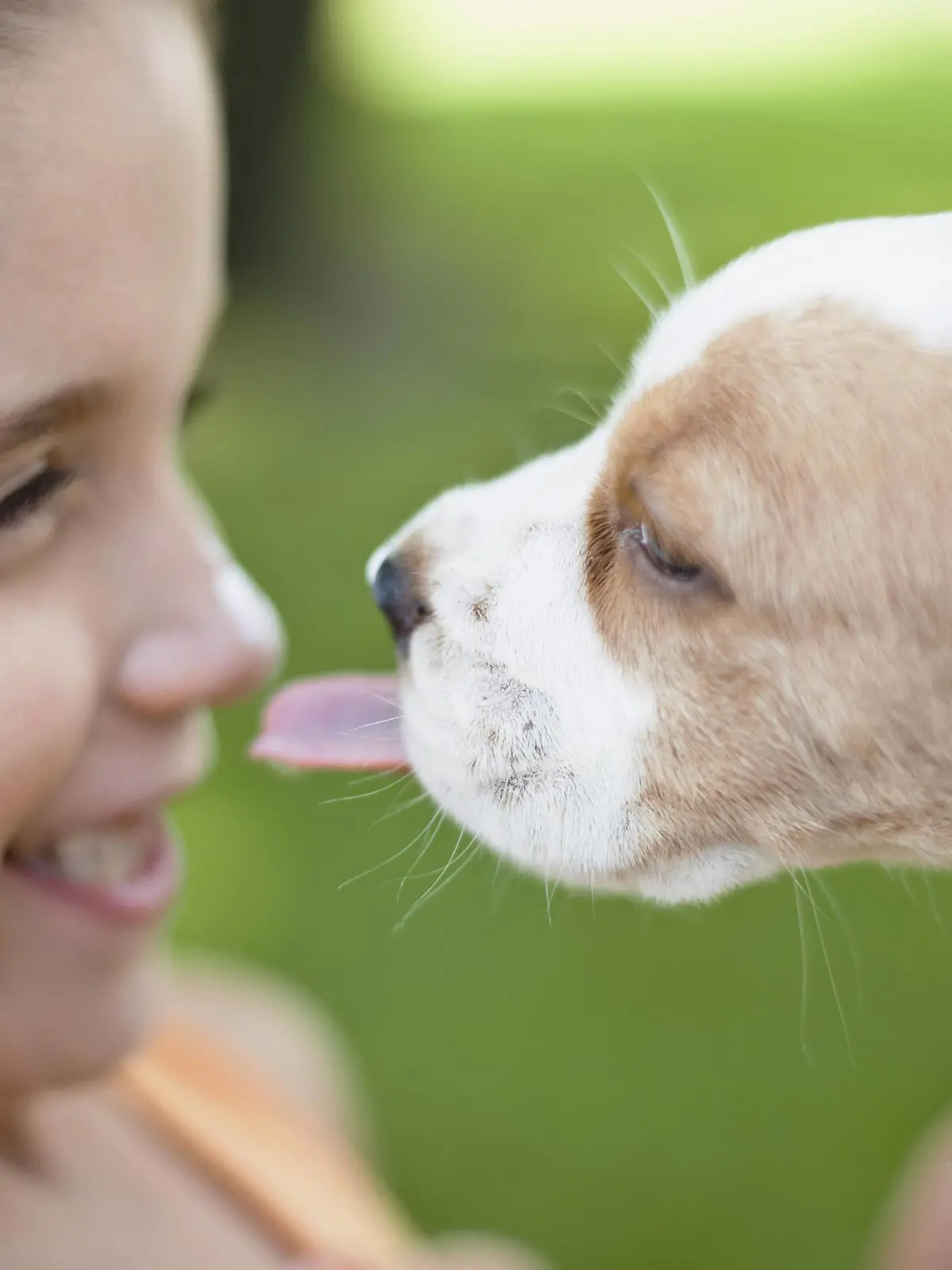 Beagle puppy licking girl s nose PUBLICATIONxINxGERxSUIxAUTxONLY Copyright: OdilonxDimier B11431622  