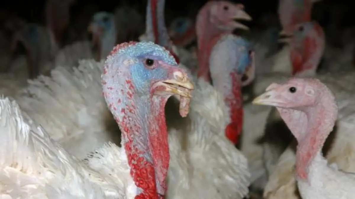 Sehr viele Menschen setzen bei einer gesunden und ausgewogenen Ernährung auf Putenfleisch als magere Alternative zu Rind- oder Schweinefleisch. Doch das ist ein böser Irrtum.