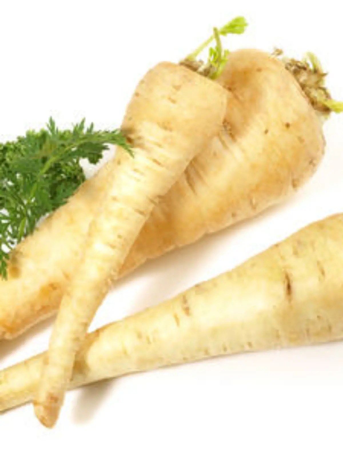 Fotolia 32395282 Pastinake.jpg
